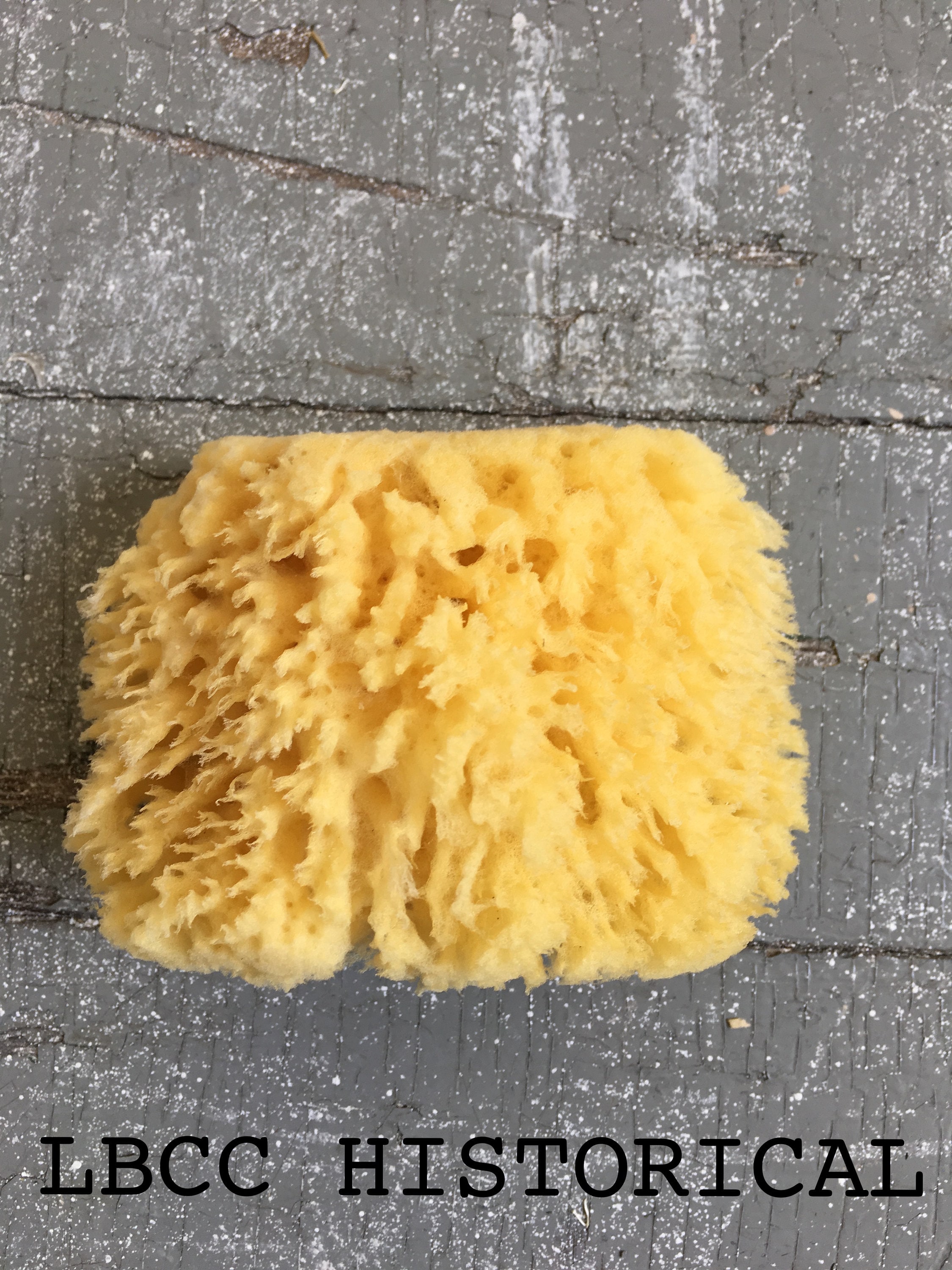 5-6 inch Yellow Sea Sponge