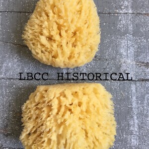 Medium All Natural Historical Sponges Sea Sponges Natural Sponges Beauty Sponges Biodegradable Dead Sea Environmentally Safe image 6