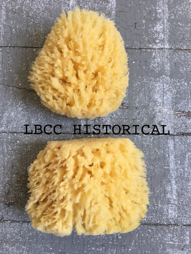 Medium All Natural Historical Sponges Sea Sponges Natural Sponges Beauty Sponges Biodegradable Dead Sea Environmentally Safe image 6