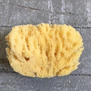 Medium All Natural Historical Sponges Sea Sponges Natural Sponges Beauty Sponges Biodegradable Dead Sea Environmentally Safe image 4