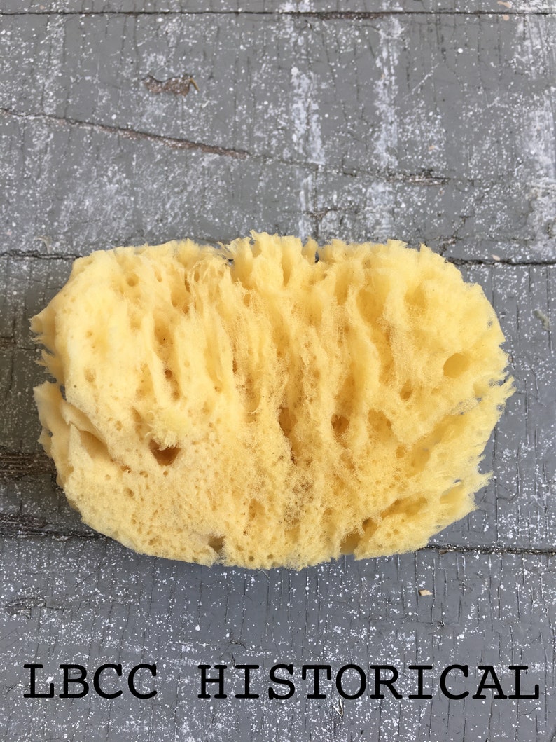Medium All Natural Historical Sponges Sea Sponges Natural Sponges Beauty Sponges Biodegradable Dead Sea Environmentally Safe image 4