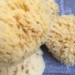 Medium All Natural Historical Sponges Sea Sponges Natural Sponges Beauty Sponges Biodegradable Dead Sea Environmentally Safe image 8
