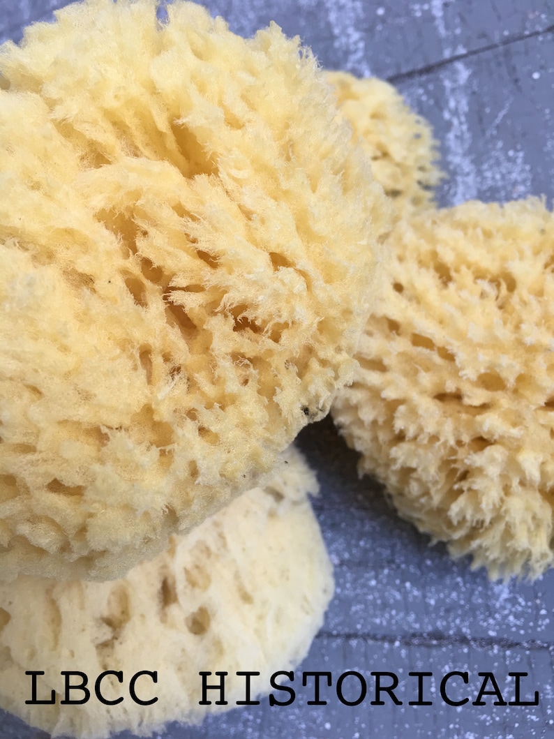 Medium All Natural Historical Sponges Sea Sponges Natural Sponges Beauty Sponges Biodegradable Dead Sea Environmentally Safe image 8