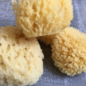 Medium All Natural Historical Sponges Sea Sponges Natural Sponges Beauty Sponges Biodegradable Dead Sea Environmentally Safe image 9