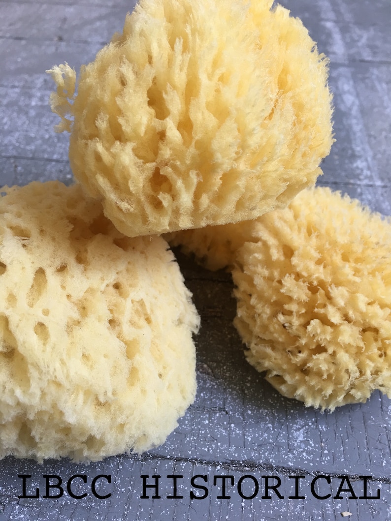 Medium All Natural Historical Sponges Sea Sponges Natural Sponges Beauty Sponges Biodegradable Dead Sea Environmentally Safe image 9