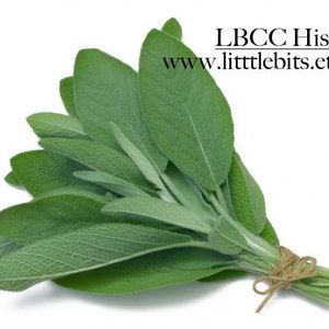 Puede incluir: Un manojo de hojas de salvia frescas, atadas con hilo. La salvia tiene un color verde vibrante y hojas texturizadas. El texto de la imagen dice "LBCC Historical" y "www.littlebits.etsy.com".