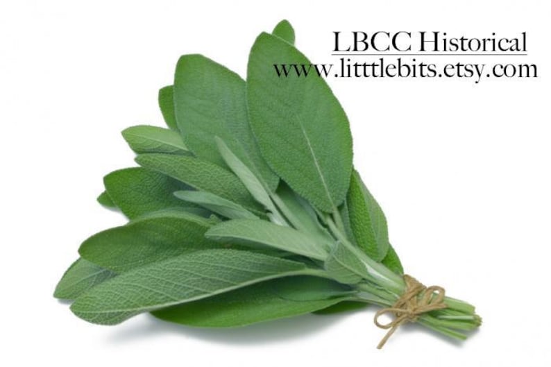 Puede incluir: Un manojo de hojas de salvia frescas, atadas con hilo. La salvia tiene un color verde vibrante y hojas texturizadas. El texto de la imagen dice "LBCC Historical" y "www.littlebits.etsy.com".