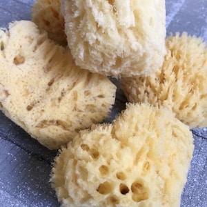 Medium All Natural Historical Sponges Sea Sponges Natural Sponges Beauty Sponges Biodegradable Dead Sea Environmentally Safe image 7