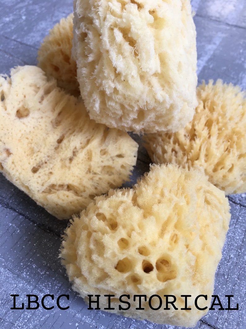 Medium All Natural Historical Sponges Sea Sponges Natural Sponges Beauty Sponges Biodegradable Dead Sea Environmentally Safe image 7