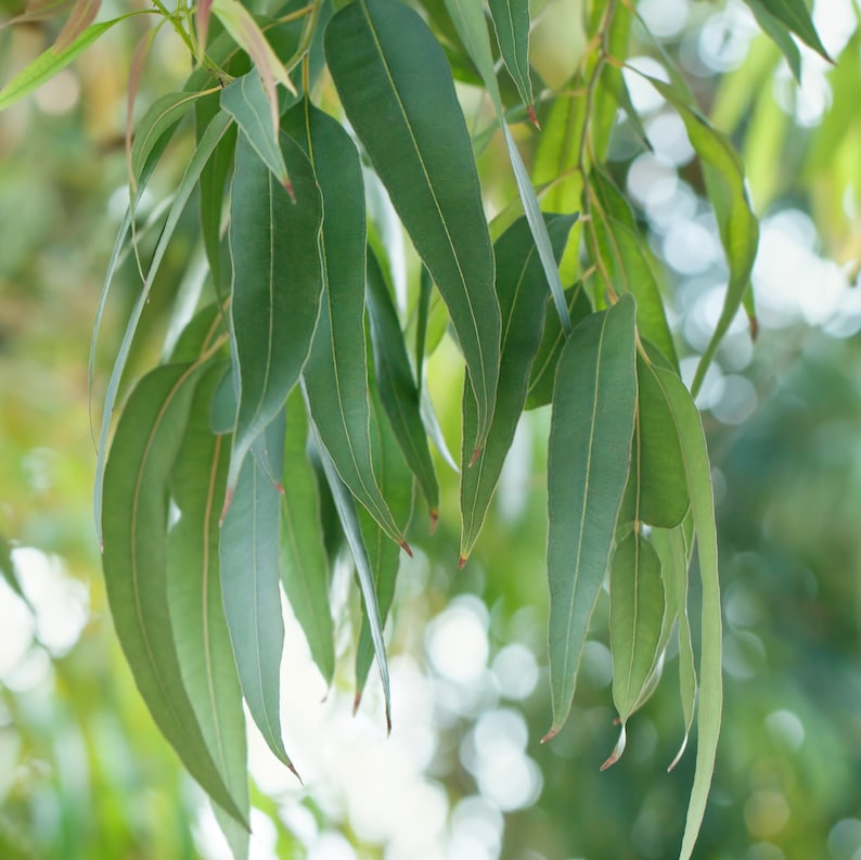 May include: Close-up of green eucalyptus leaves hanging down from a branch. The leaves are long and narrow, with a pointed tip. The background is blurred, showing a green and white bokeh.