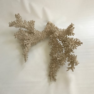 Könnte beinhalten: Ein großer, weißer Korallenast mit einer filigranen, verzweigten Struktur. Die Koralle ist weiß gebleicht und hat eine natürliche, organische Form.