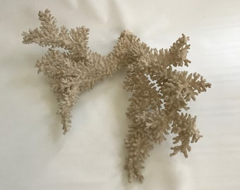 Natural Coral Fresh Saltwater Cluster