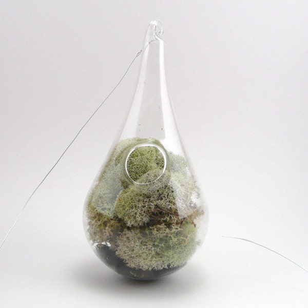 Reindeer moss hanging terrarium