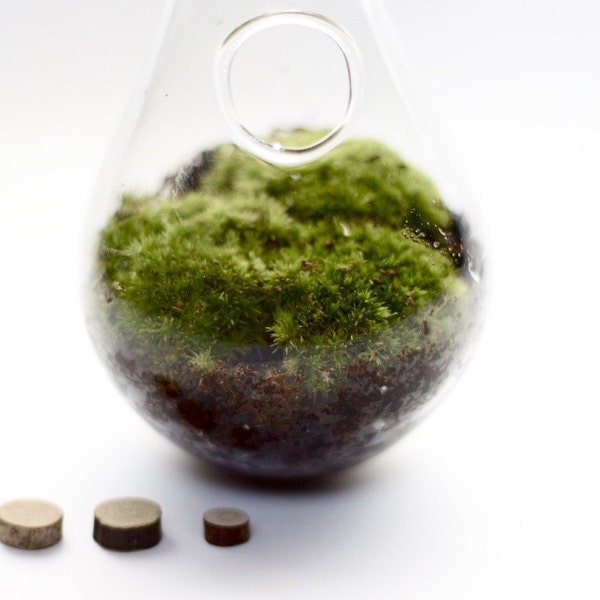 MOSS DROP Hanging Terrarium KIT