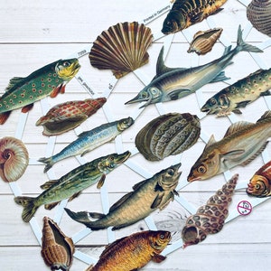 Recortes alemanes: peces y conchas del océano, troqueles, recortes, reproducciones, estilo vintage, inspiración vintage, efímeras de papel, efímeras oceánicas del mar