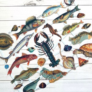 German Scraps - Fish, Shells - Die Cuts, Cut Outs, Reproduction, Vintage Style, Vintage Inspired, Paper Ephemera, Ocean Ephemera, Sea Life