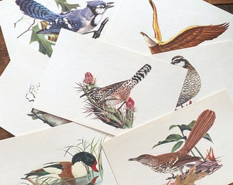 Vintage Bird Card - Choose Design - 60s Flash Card, Scrapbooking, Junk Journal, Paper Ephemera, Old Nature Lot, School, Rand McNally