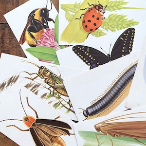 Vintage Insects Flash Cards - Random Set of 6 - Scrapbooking, Junk Journal, Paper Ephemera, Nature Crafts Supply, Collage Mixed Media, Bugs