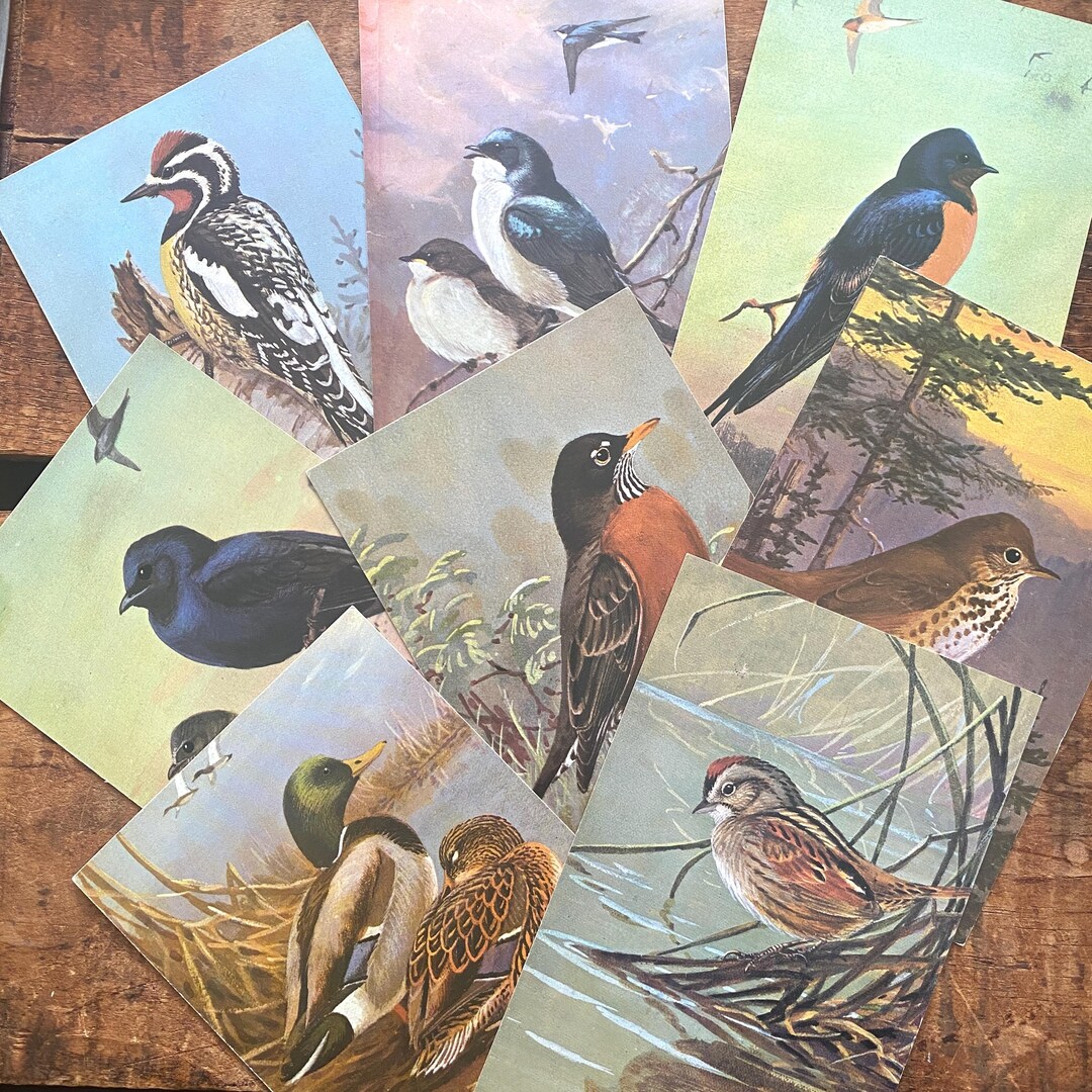 Vintage Spring Bird Cards - Set of 5 - National Audubon Society ...
