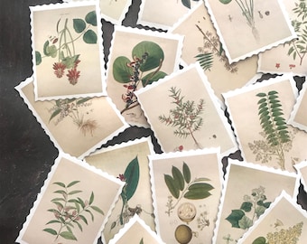 May include: A collection of vintage botanical illustrations featuring various plants and flowers. Each illustration is framed with a scalloped border and printed on cream-colored paper.