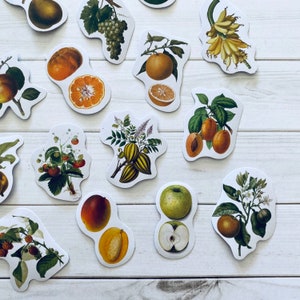 May include: Assortment of colorful fruit and floral stickers. The stickers feature various fruits, including oranges, lemons, apples, and pears, as well as floral designs with leaves and flowers.