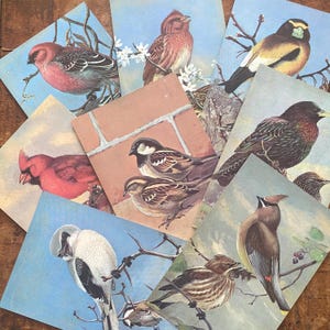Tarjetas vintage de aves invernales (juego de 5) - Sociedad Nacional Audubon, scrapbooking, diarios basura, efímeras de papel, tarjetas de naturaleza antigua, arte alterado