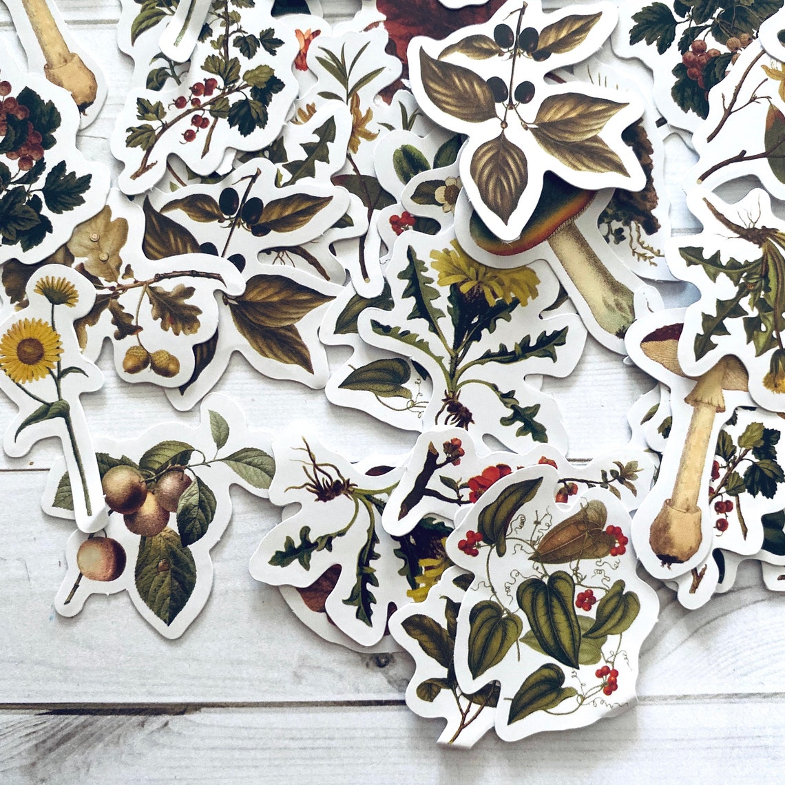 Pegatinas de naturaleza Conjunto de 46 Pegatinas de Etsy