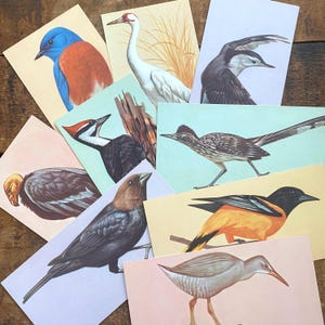 Tarjetas de aves vintage (juego de 6 al azar) - Scrapbooking, diarios antiguos, papel antiguo efímero, lote de suministros para manualidades de la naturaleza, collage con técnica mixta