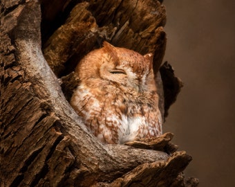 Sleepy Eastern Screech Owl Digital Print File Download You Print