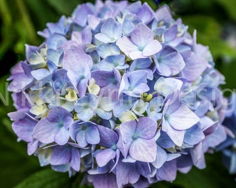 Hydrangea Floral Photography Download