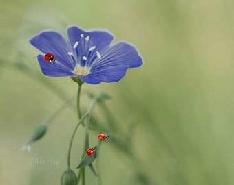 Blue Purple Flax Flower With Ladybugs Floral Digital Download Photography Wall Art