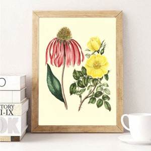 Set of 5 Botany Wildflower Images