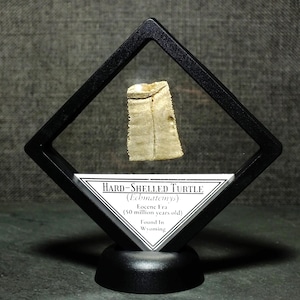Framed Hard-Shelled Fossil Turtle Specimen Found in Wyoming 50 Million Years Old Eocene Epoch Ancient Fossil Display Gift