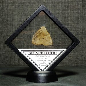 Framed Hard-Shelled Fossil Turtle Specimen Found in Wyoming 50 Million Years Old Eocene Epoch Ancient Fossil Display Gift
