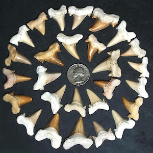 3 Fossil Shark Teeth Morocco, Authentic Ancient Otudus Fossil Teeth For Collectors Jewelry Crafts or Gifts