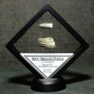 Framed Soft-Shelled Fossil Turtle Specimens Found in Wyoming 50 Million Years Old Eocene Epoch Ancient Fossil Display Gift