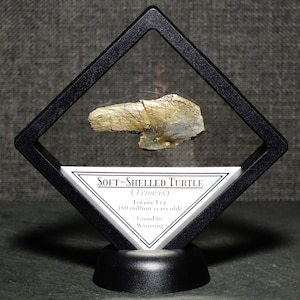 Framed Soft-Shelled Fossil Turtle Specimen Found in Wyoming 50 Million Years Old Eocene Epoch Ancient Fossil Display Gift