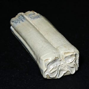 Authentic Fossil Horse Tooth Found in Florida, Pleistocene Ice Age Fossil, Great For Collection Or Gift
