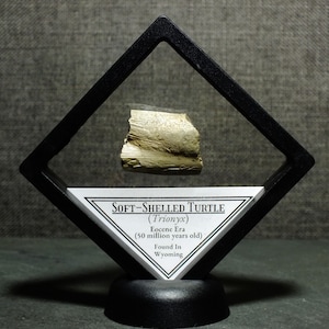 Framed Soft-Shelled Fossil Turtle Specimen Found in Wyoming 50 Million Years Old Eocene Epoch Ancient Fossil Display Gift