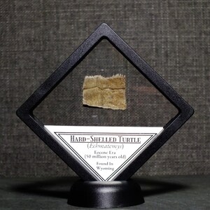 Framed Hard-Shelled Fossil Turtle Specimen Found in Wyoming 50 Million Years Old Eocene Epoch Ancient Fossil Display Gift