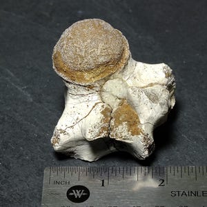 Authentic Fossil Vertebrae Found in Wyoming 50 Million Years Old Eocene Era Ancient Crocodilian Fossil