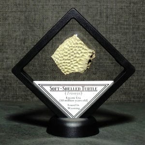 Framed Soft-Shelled Fossil Turtle Specimen Found in Wyoming 50 Million Years Old Eocene Epoch Ancient Fossil Display Gift