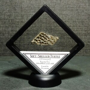 Framed Soft-Shelled Fossil Turtle Specimen Found in Wyoming 50 Million Years Old Eocene Epoch Ancient Fossil Display Gift