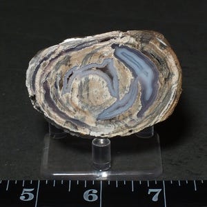 May include: A polished slice of petrified wood featuring concentric rings of tan, brown, and gray with translucent blue-gray agate inclusions, displayed on a clear acrylic stand next to a ruler showing approximately 3.5 inches in width.