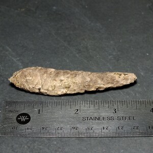 Miocene Spruce Conifer Cone Fossil - Virgin Valley Nevada