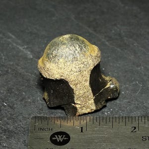 Authentic Fossil Vertebrae Found in Wyoming 50 Million Years Old Eocene Era Ancient Crocodilian Fossil