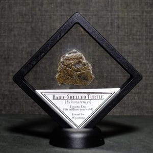 Framed Hard-Shelled Fossil Turtle Specimen Found in Wyoming 50 Million Years Old Eocene Epoch Ancient Fossil Display Gift