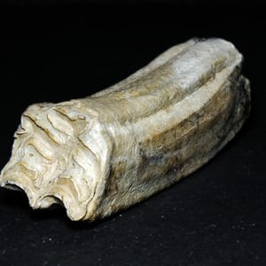 Ancient Fossil Horse Tooth Found in Florida, Authentic Pleistocene Ice Age Fossil, Great For Collection Or Gift