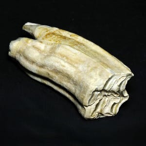 Authentic Fossil Horse Tooth Found in Florida, Pleistocene Ice Age Fossil, Great For Collection Or Gift