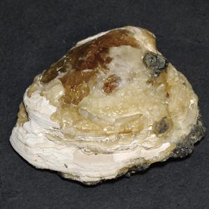 Fossil Clam Shell With Golden Calcite - Fort Drum Crystal Mine, Okeechobee, Florida